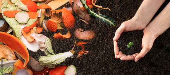 Hands planting a seedling in compost made from food scraps